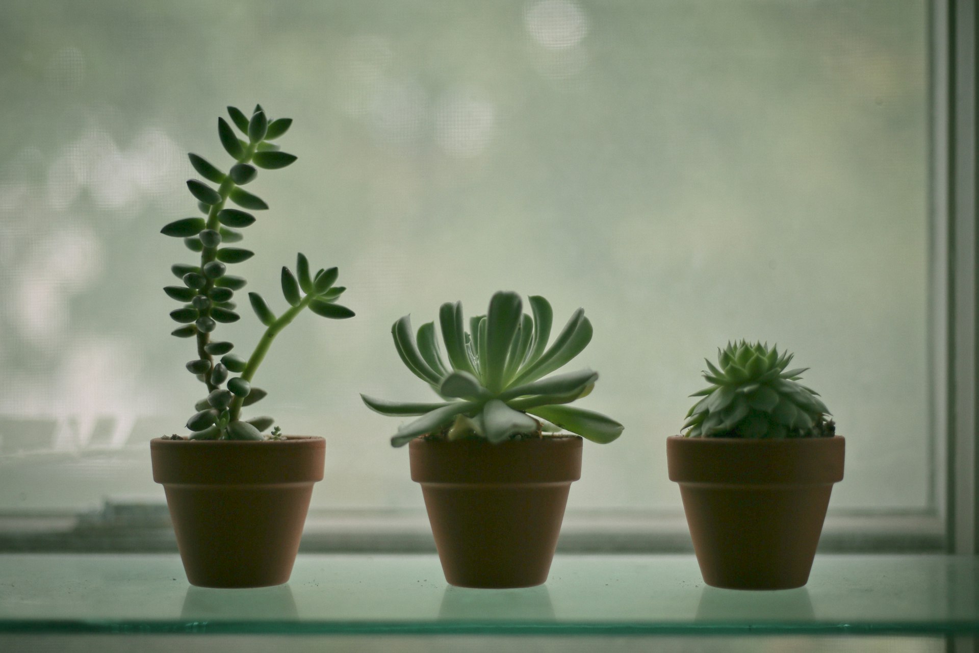 green succulent plant in brown pot